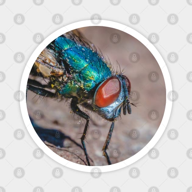 Blow Fly Macro Photograph Magnet by love-fi